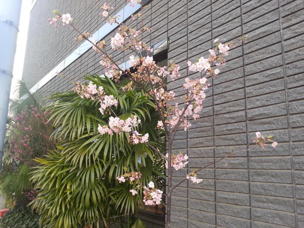 Annex Katsutaro Ryokan Tokyo Luaran gambar